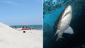 Se salvó por un pelo: surfista recibió un cabezazo de un tiburón volador